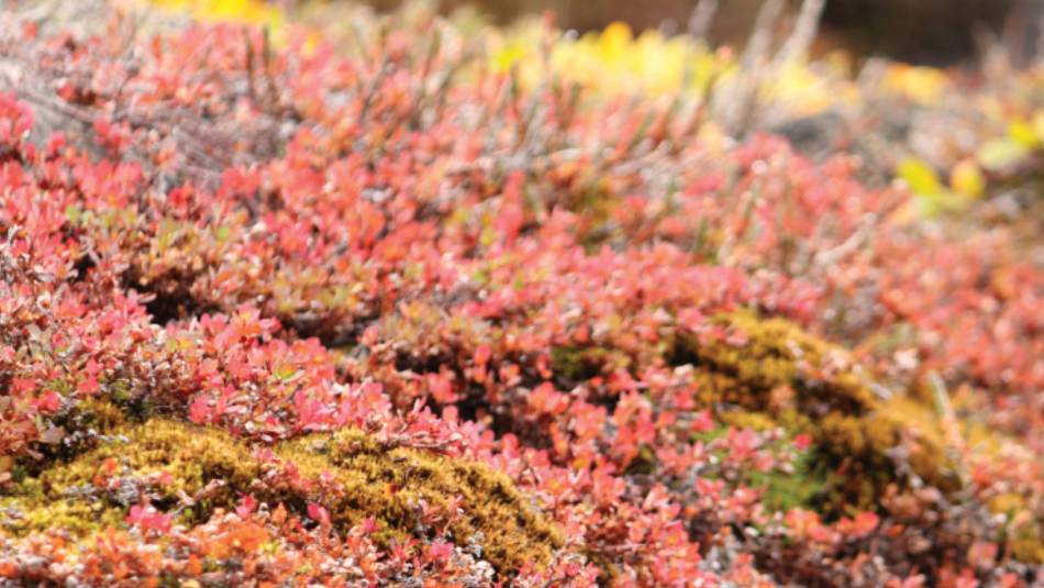 Arctic tundra | Rachel Imber