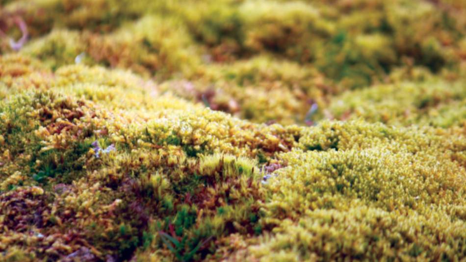 Beautiful colours of the tundra | Rachel Imber