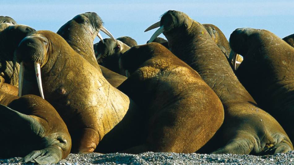 Svalbard is home to an incredible diversity of wildlife, such as the walrus | Al Bakker