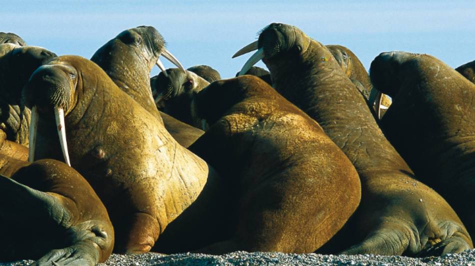 Svalbard is home to an incredible diversity of wildlife, such as the walrus | Al Bakker