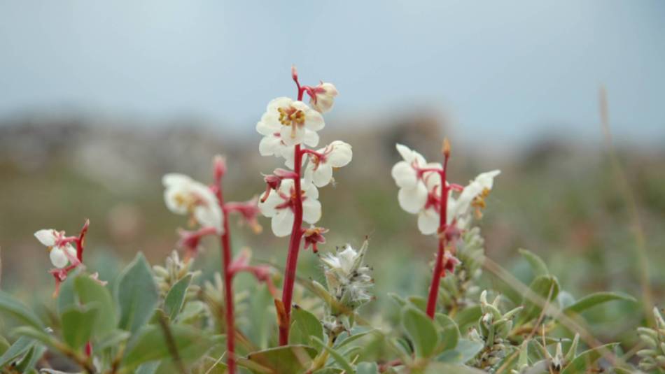 Delicate Northern Arctic flora | Fiona Windon