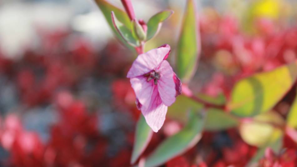 Arctic wild flower | Rachel Imber