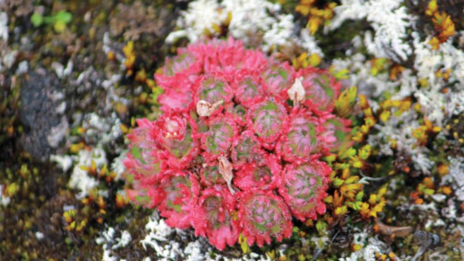 Arctic flower | Rachel Imber