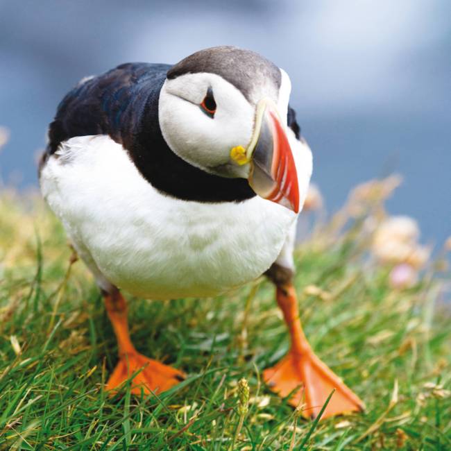 The Atlantic Puffin is the only puffin species to be found in the Atlantic Ocean