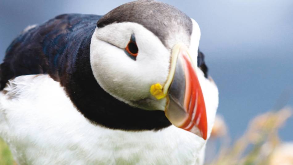 The Atlantic Puffin is the only puffin species to be found in the Atlantic Ocean