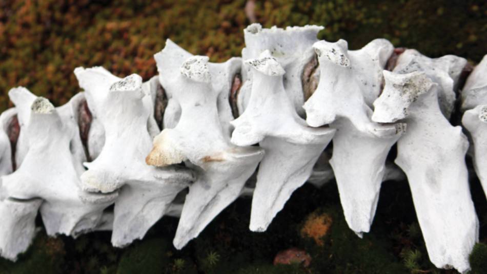 Muskox bones on the tundra, Greenland | Rachel Imber