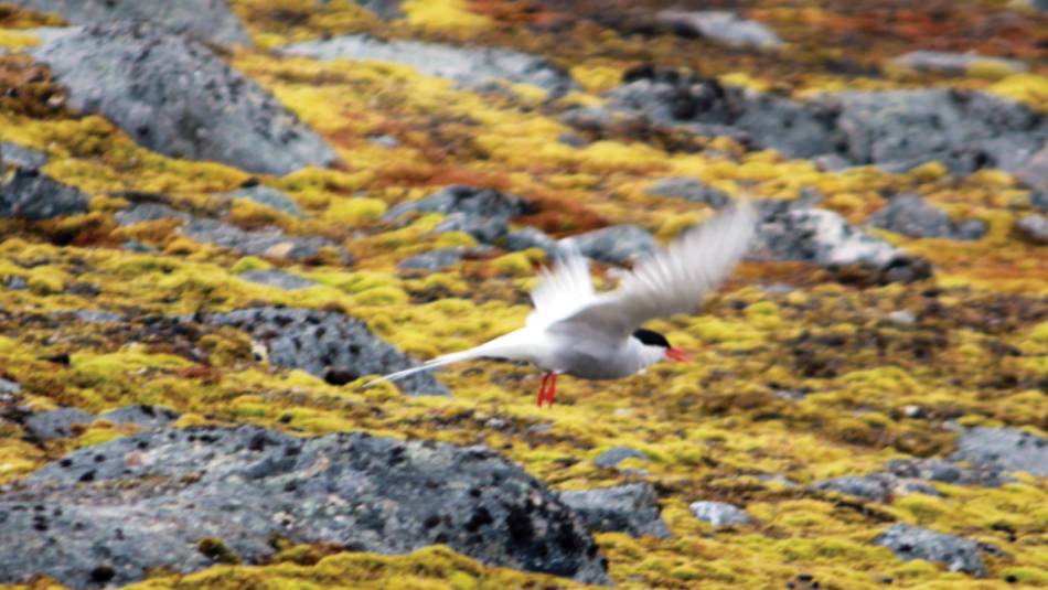 Arctic Tern, Svalbard | Rachel Imber