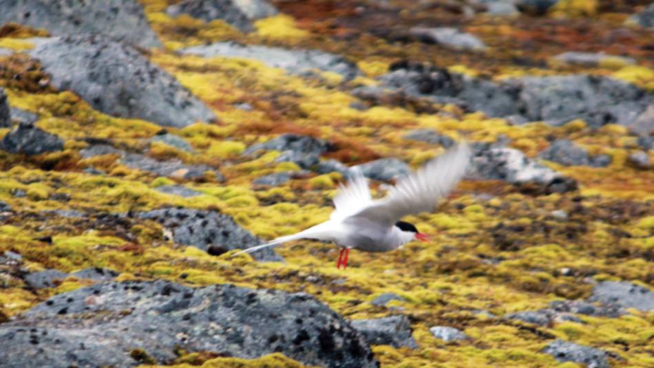 Arctic Tern, Svalbard | Rachel Imber