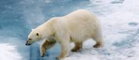 The Polar Bear is native to the Arctic | Bob Muirhead