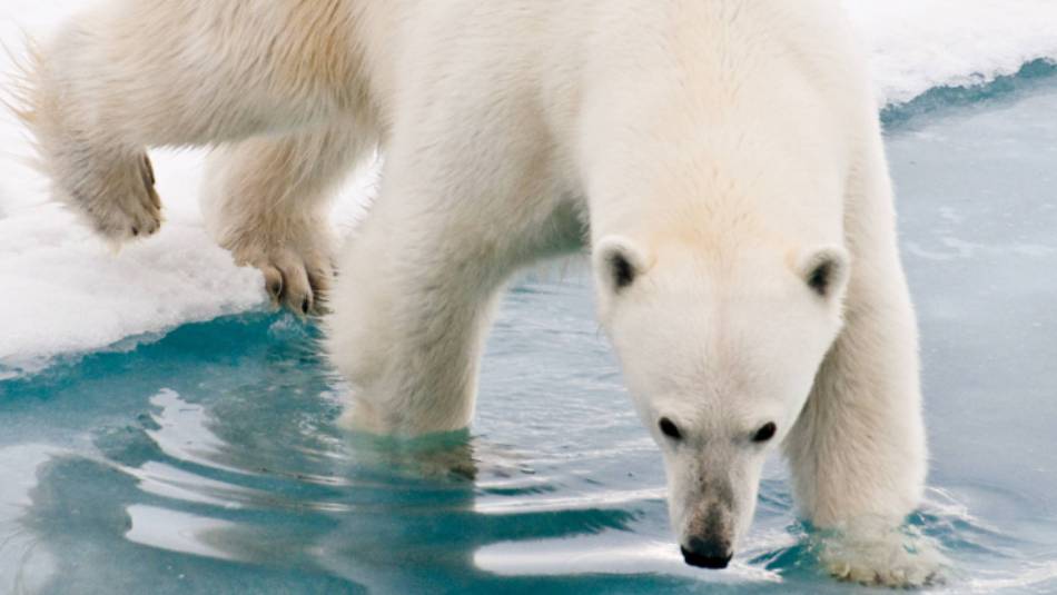 Our Arctic adventures offer unique wildlife experiences | Sue Josephsen