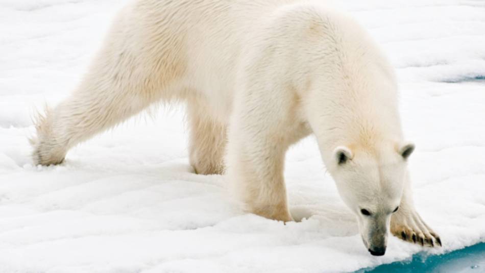 A polar bear at close range in the Arctic | Sue Josephsen
