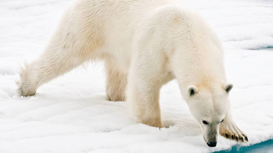 A polar bear at close range in the Arctic | Sue Josephsen