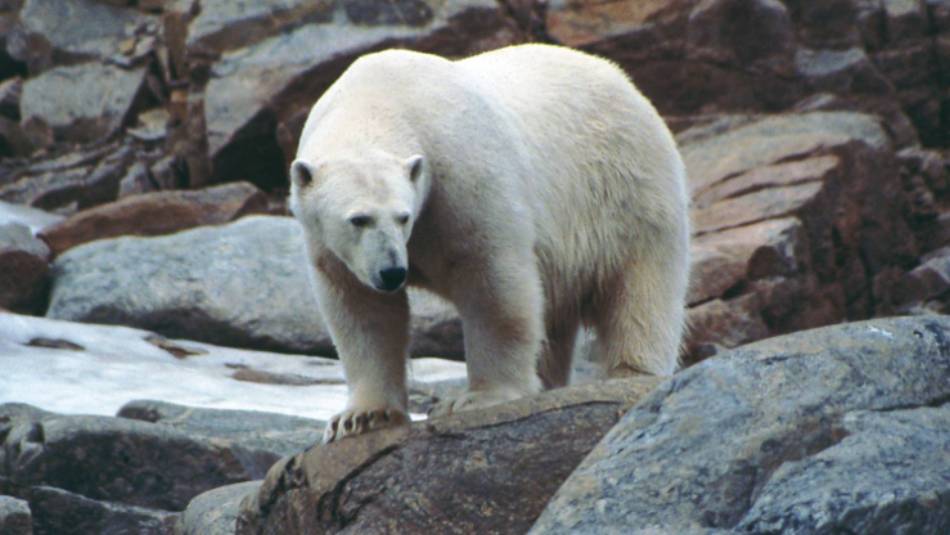 Polar Bear in the arctic | Sue Werner