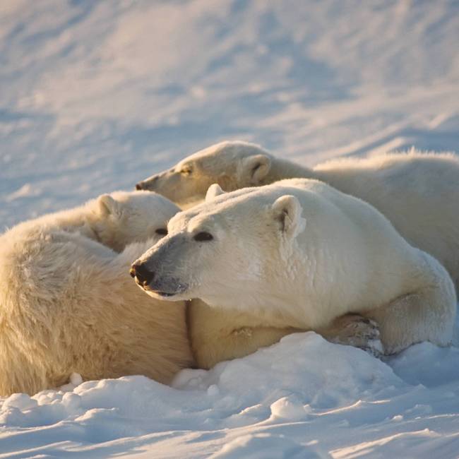 A family of Polar Bears