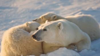 A family of Polar Bears