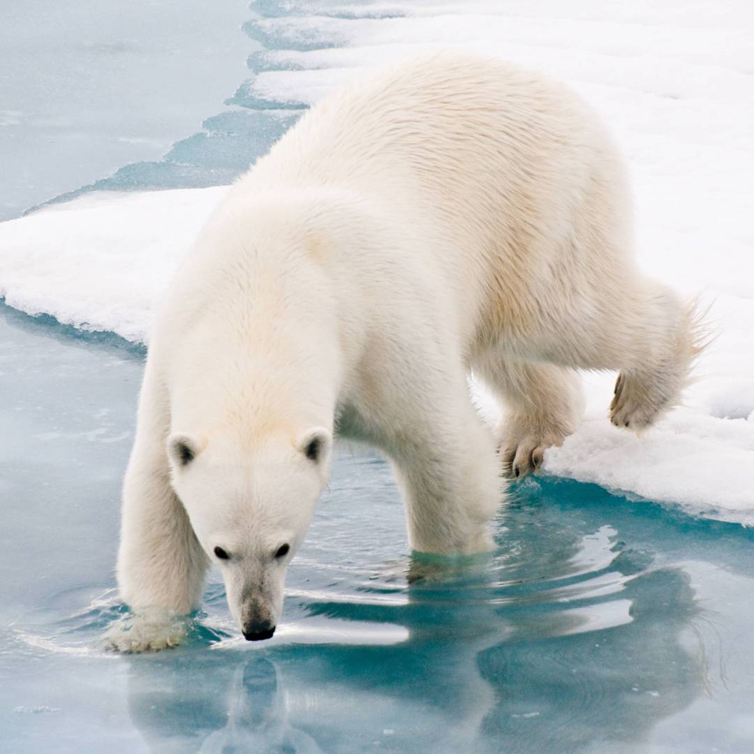 Winter 2026 Polar Bear Safaris: Thrilling Arctic Adventures