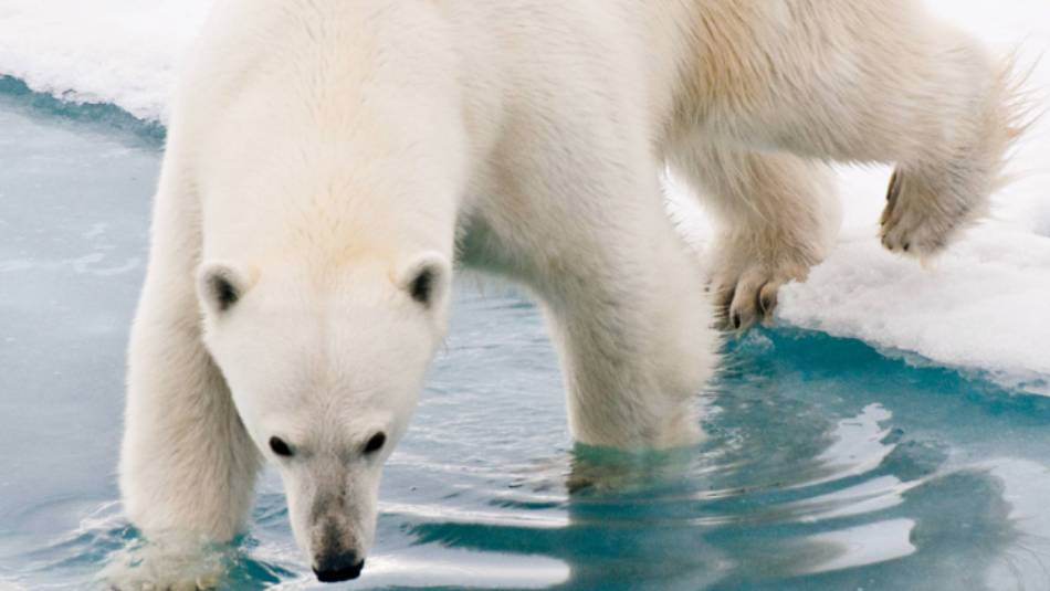 Our Arctic adventures offer unique wildlife experiences | Sue Josephsen