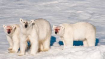 A family of polar bears after feeding
