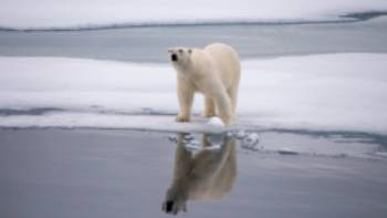 A polar bear checks surroundings in Svalbard