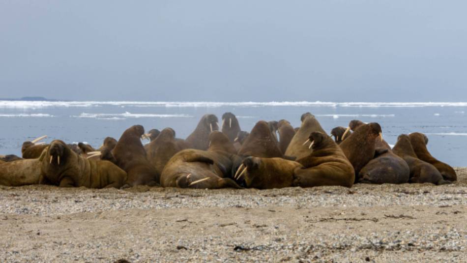 Walrus halout in Svalbard | Toby Story