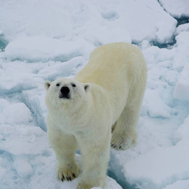 A Polar Bear curiously sniffs up towards the ship | Gesine Cheung