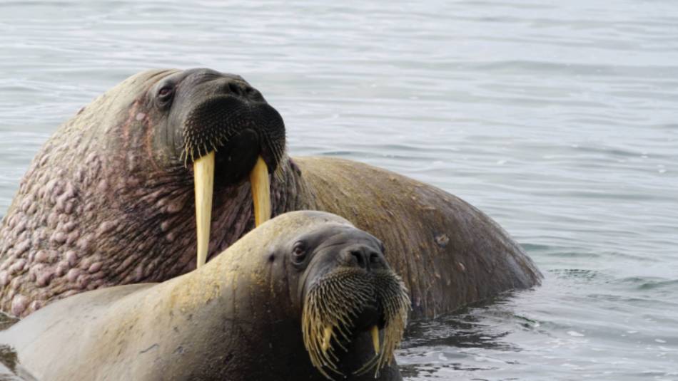 Walrus halout at Sarstangen | Gesine Cheung