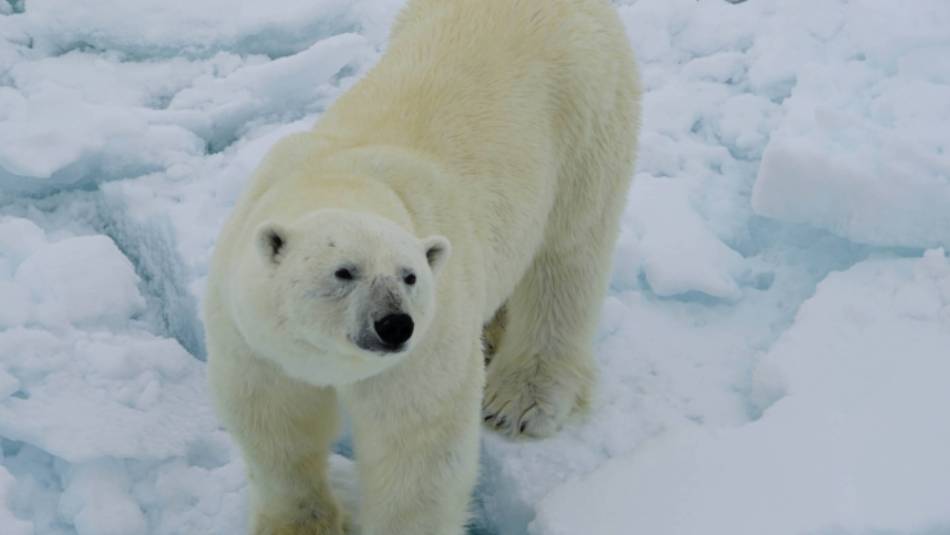Amazing photo opportunities as we get up close with Polar Bears | Gesine Cheung