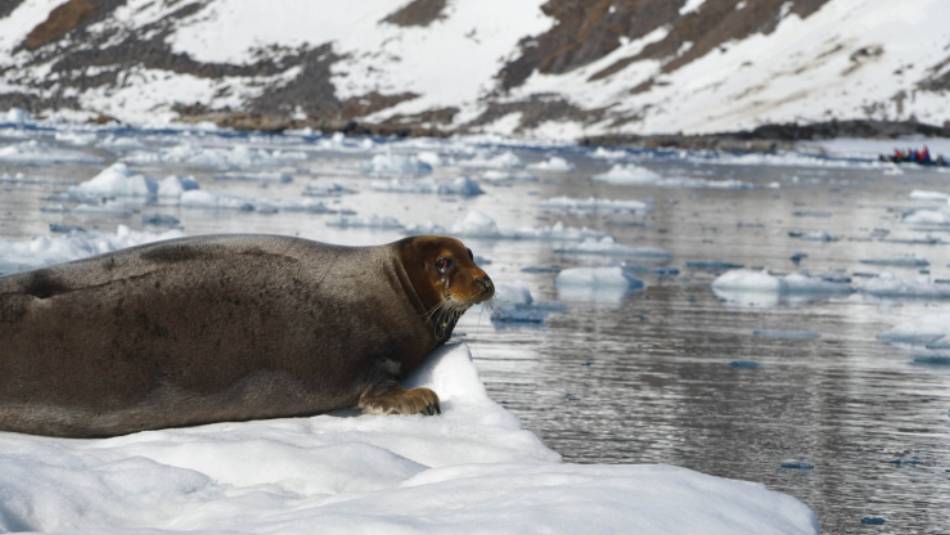 Bearded Seal relaxes in the sea ice | Gesine Cheung