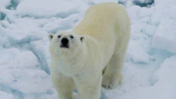 A Polar Bear curiously sniffs up towards the ship