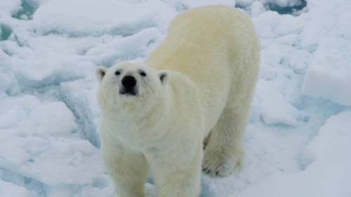A Polar Bear curiously sniffs up towards the ship | Gesine Cheung