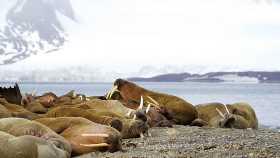 Exploring the Walrus colony at Sarstangen | Gesine Cheung