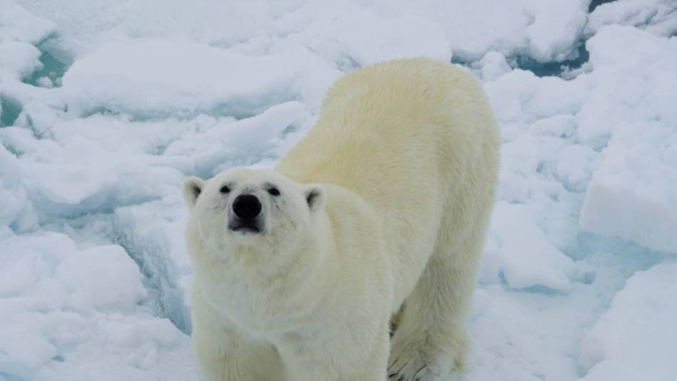 A Polar Bear curiously sniffs up towards the ship | Gesine Cheung