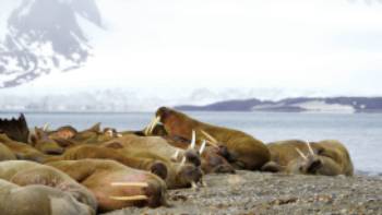 Svalbard, European Arctic,Gesine Cheung Exploring the Walrus colony at Sarstangen