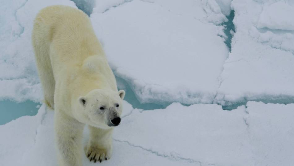 A Polar Bear sniffs the air curiously | Gesine Cheung