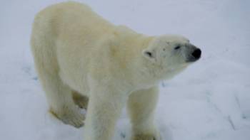 Up close with Polar Bear on the Arctic pack ice