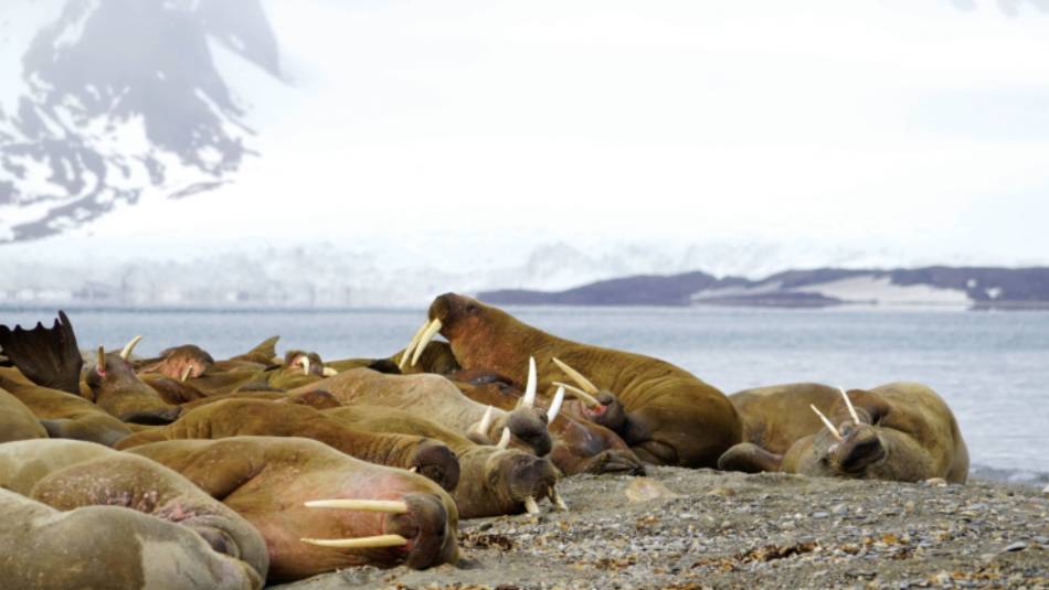 Exploring the Walrus colony at Sarstangen | Gesine Cheung