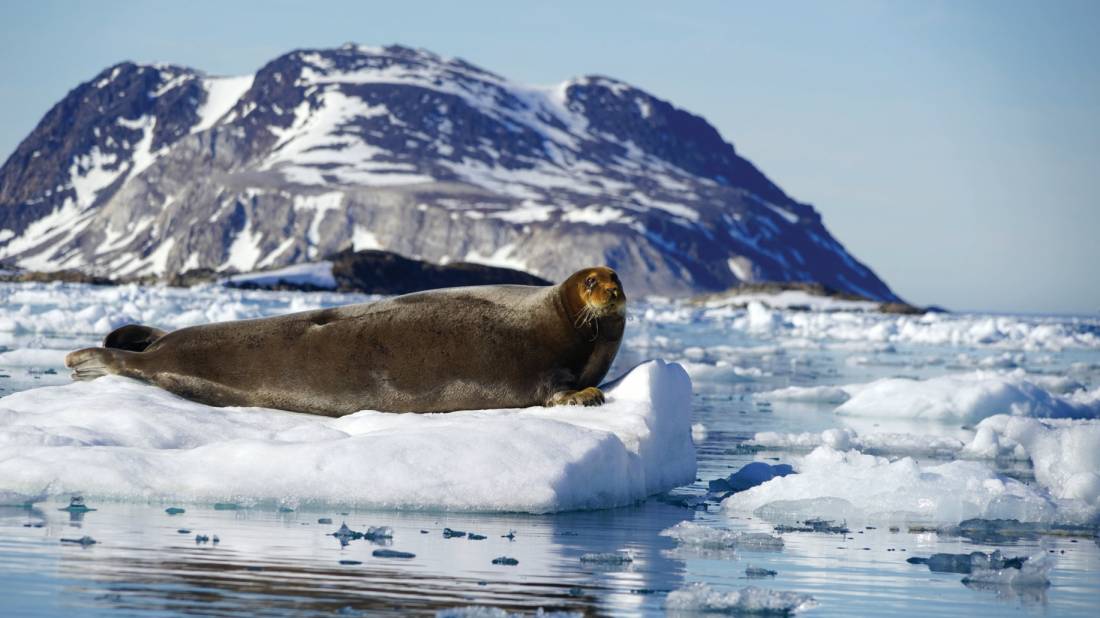 Curious Bearded Seal relaxing on the pack ice |  <i>Gesine Cheung</i>