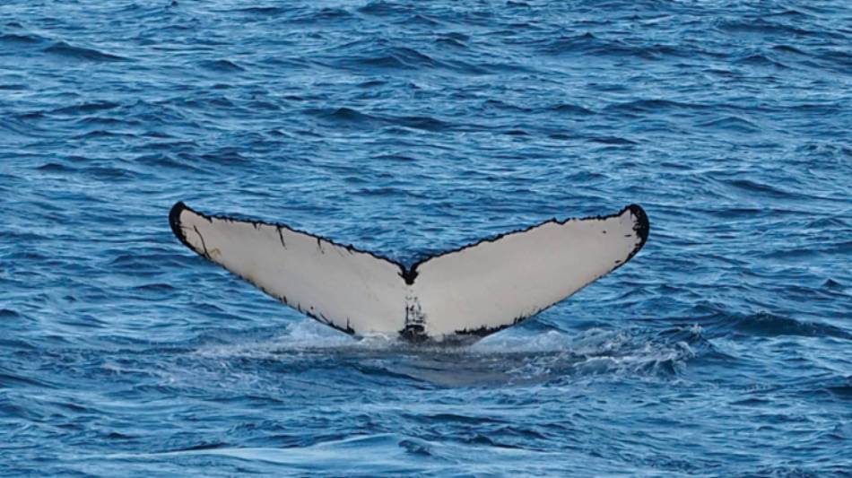 A humpback whale fluke's | Rachel Imber
