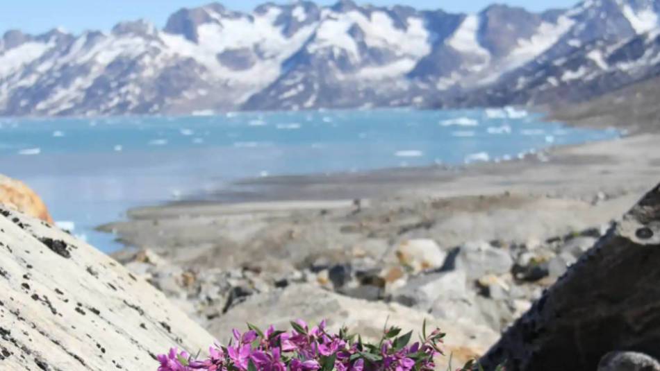 The vast expanses of the Ammassalik fjord system, Greenland
