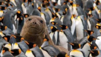 Young Elephant Seal in a King Penguin colony on Macquarie Island