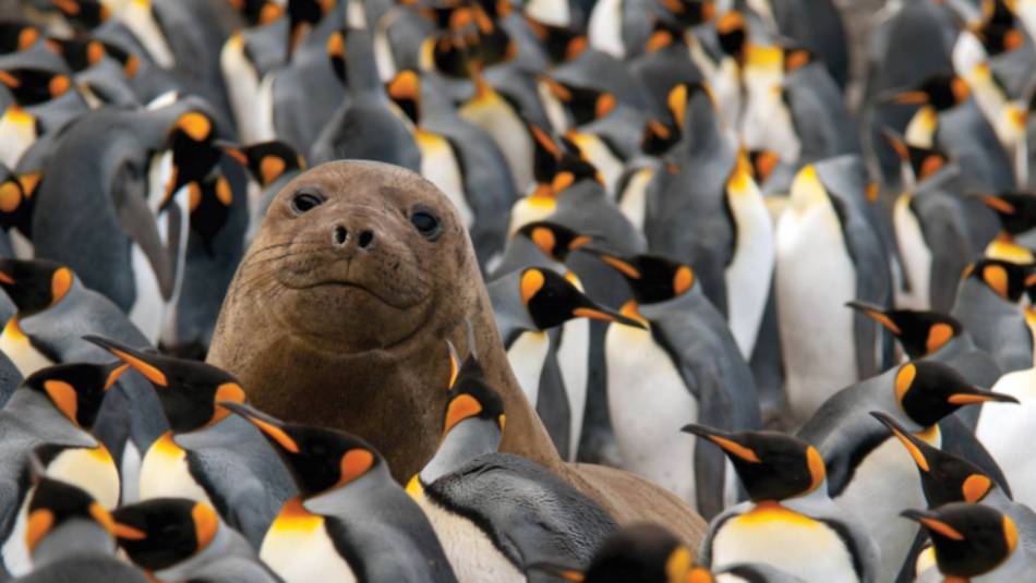 Young Elephant Seal in a King Penguin colony on Macquarie Island | G Riehle