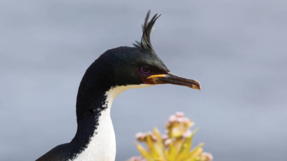 Auckland Islands Shag | S Blanc