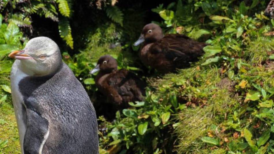 Yellow-eyed Penguin, Enderby Island | A Fergus