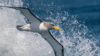 -®Heritage Expeditions Chatham Albatross - Birding Down Under 2016 - Lisle Gwynn (6),Lisle Gwynn The spectacular Chatham Albatross in flight