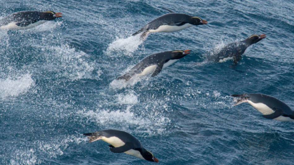 Erect-crested Penguins bound effortlessy through the water | Lisle Gwynn