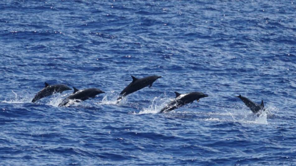 Dolphins put on a display off the side of the ship | C Rayes