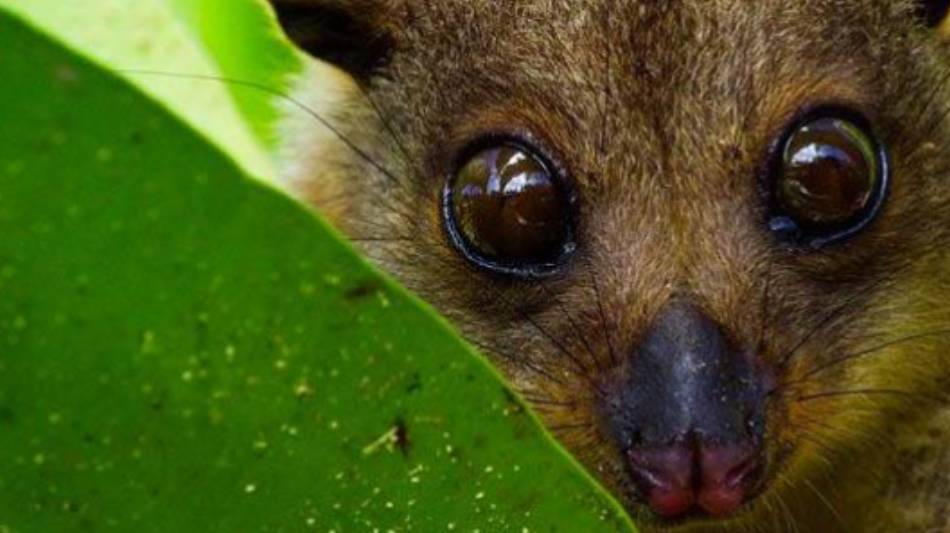 A shy but inquisitive Cuscus | D Brown