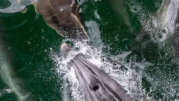 Dolphins (c) Steve Bradley,Steve Bradley Dusky Dolphins