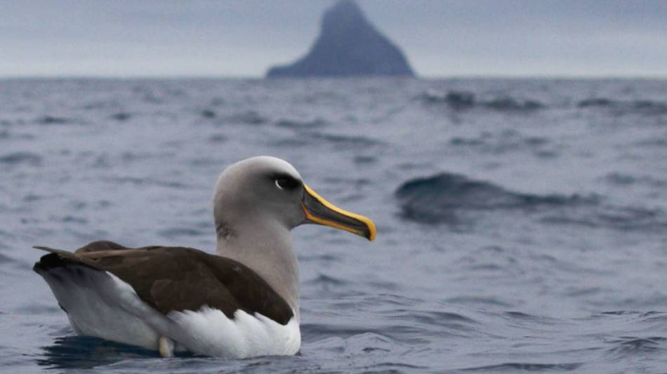 A Grey-headed Albatross enjoys a rest | ©Katya Ovsyanikova