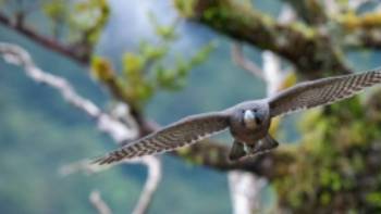 A hawk takes flight in Fiordland